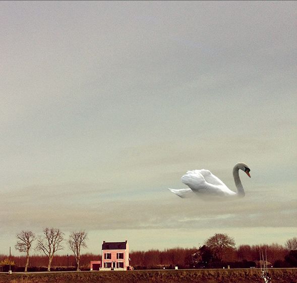 Cygne #4 - sophie dusigne - DA & graphistes
